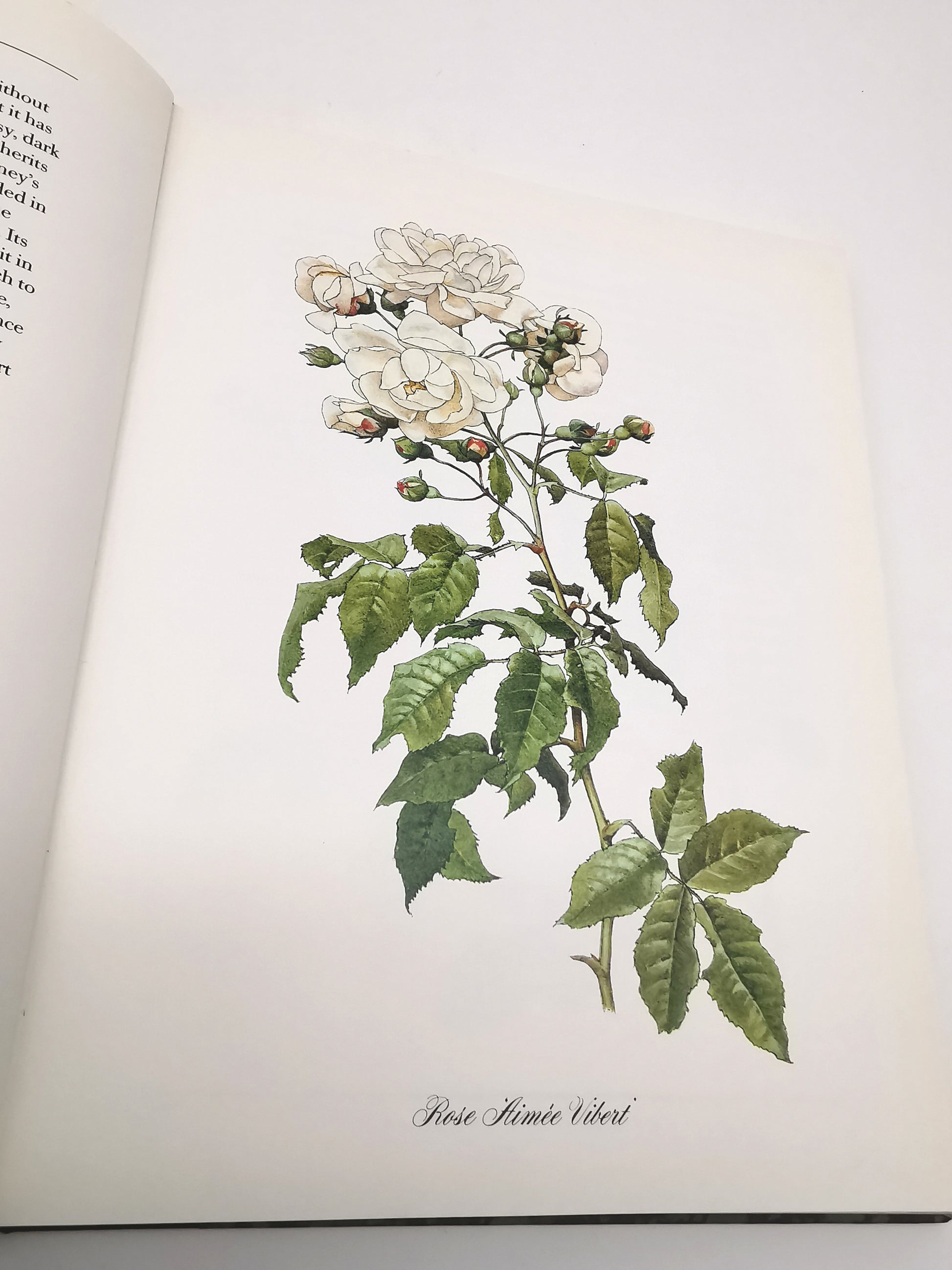 A Garden of Roses  - Alfred Parsons & Graham Stuart Thomas Vintage 1987 Hardback Book (First Edition)