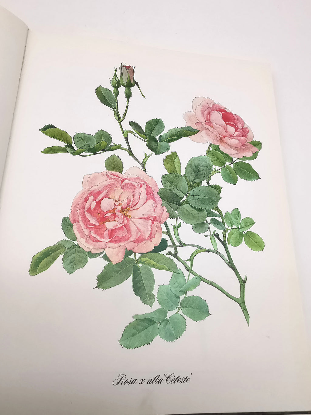 A Garden of Roses  - Alfred Parsons & Graham Stuart Thomas Vintage 1987 Hardback Book (First Edition)