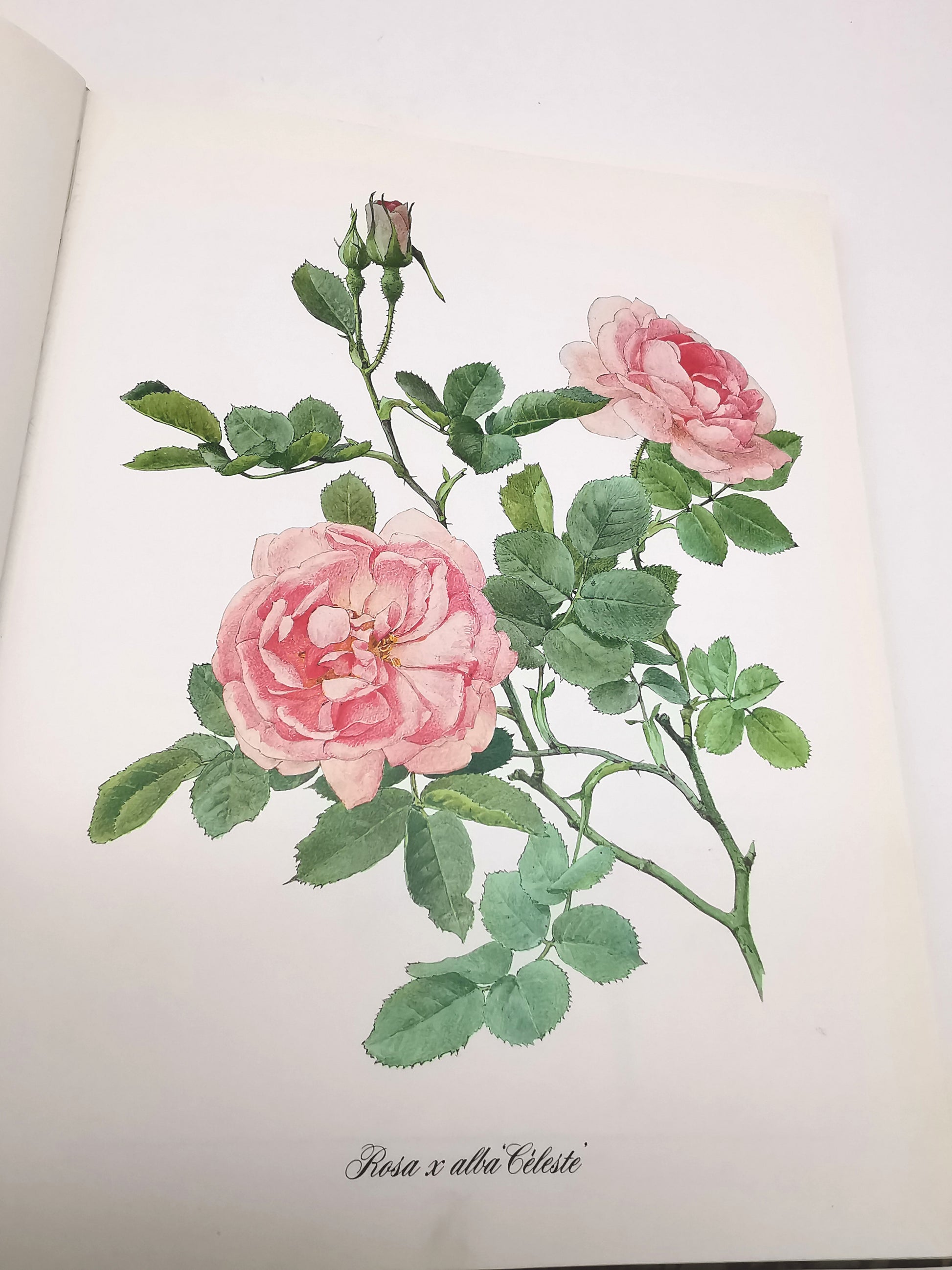 A Garden of Roses  - Alfred Parsons & Graham Stuart Thomas Vintage 1987 Hardback Book (First Edition)
