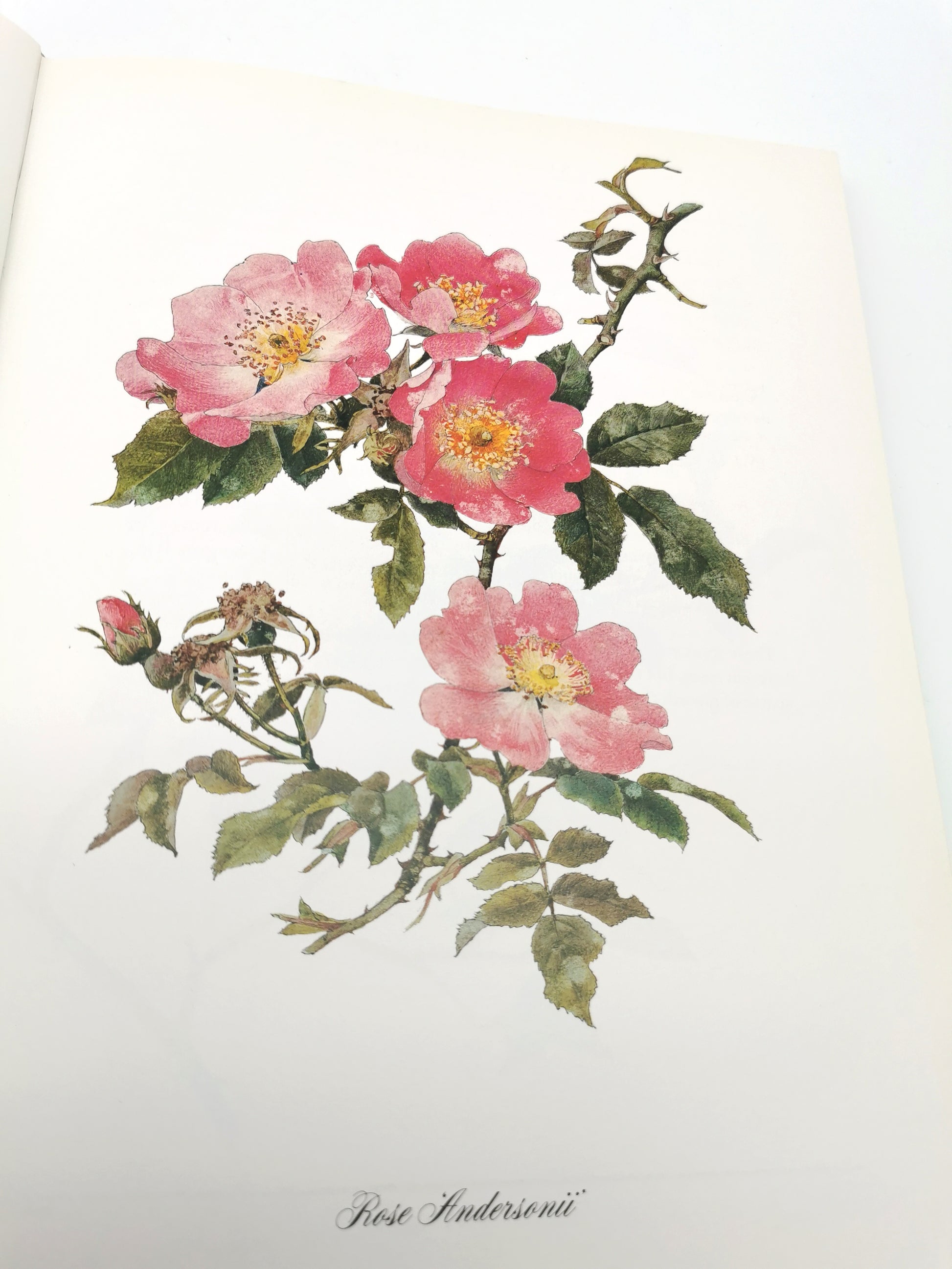 A Garden of Roses  - Alfred Parsons & Graham Stuart Thomas Vintage 1987 Hardback Book (First Edition)