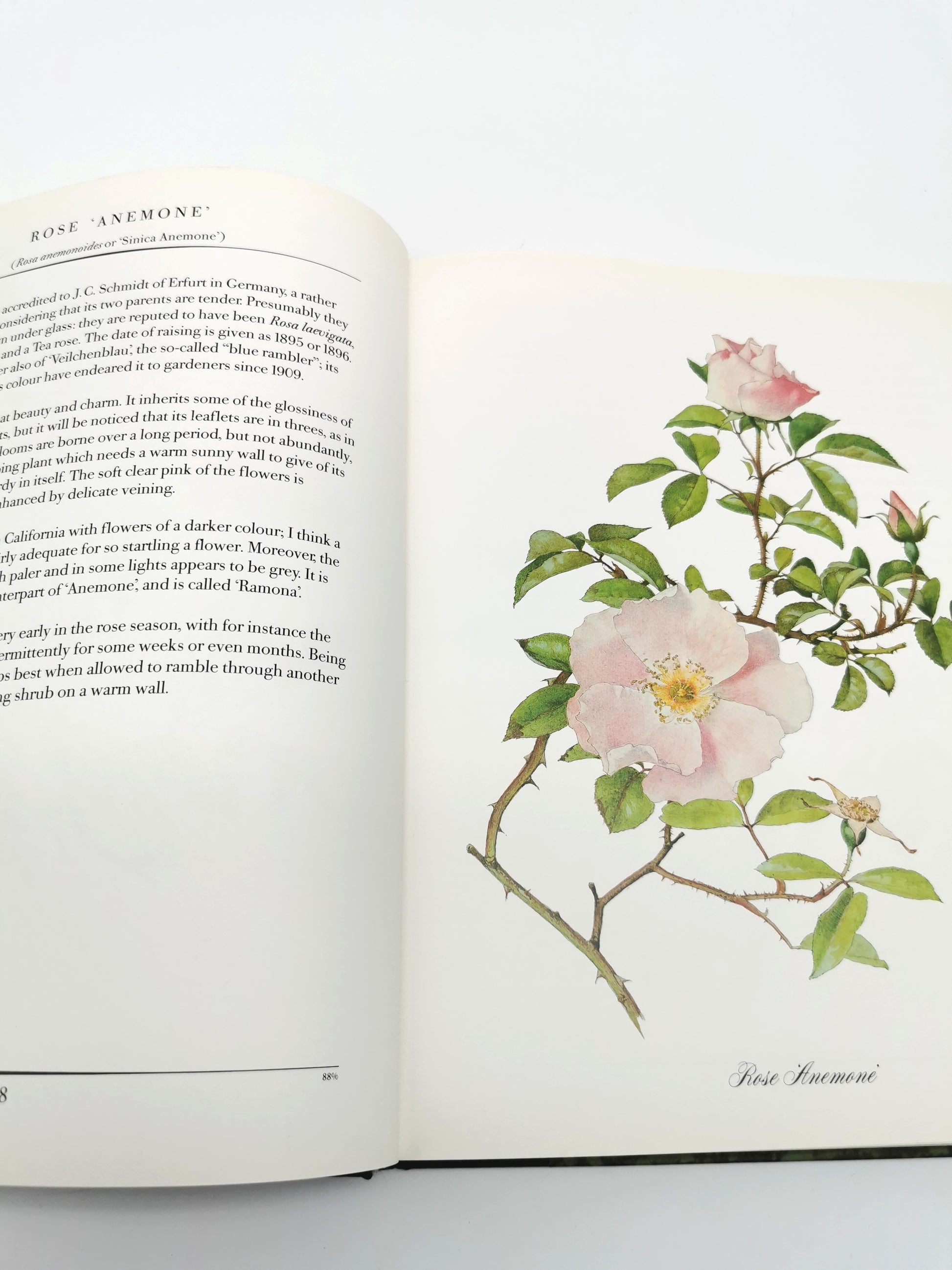 A Garden of Roses  - Alfred Parsons & Graham Stuart Thomas Vintage 1987 Hardback Book (First Edition)