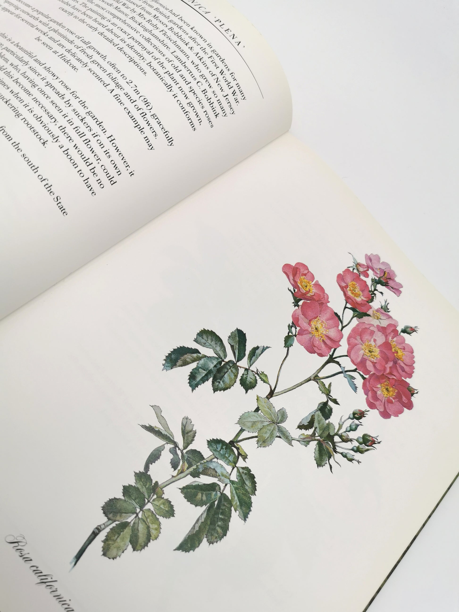 A Garden of Roses  - Alfred Parsons & Graham Stuart Thomas Vintage 1987 Hardback Book (First Edition)