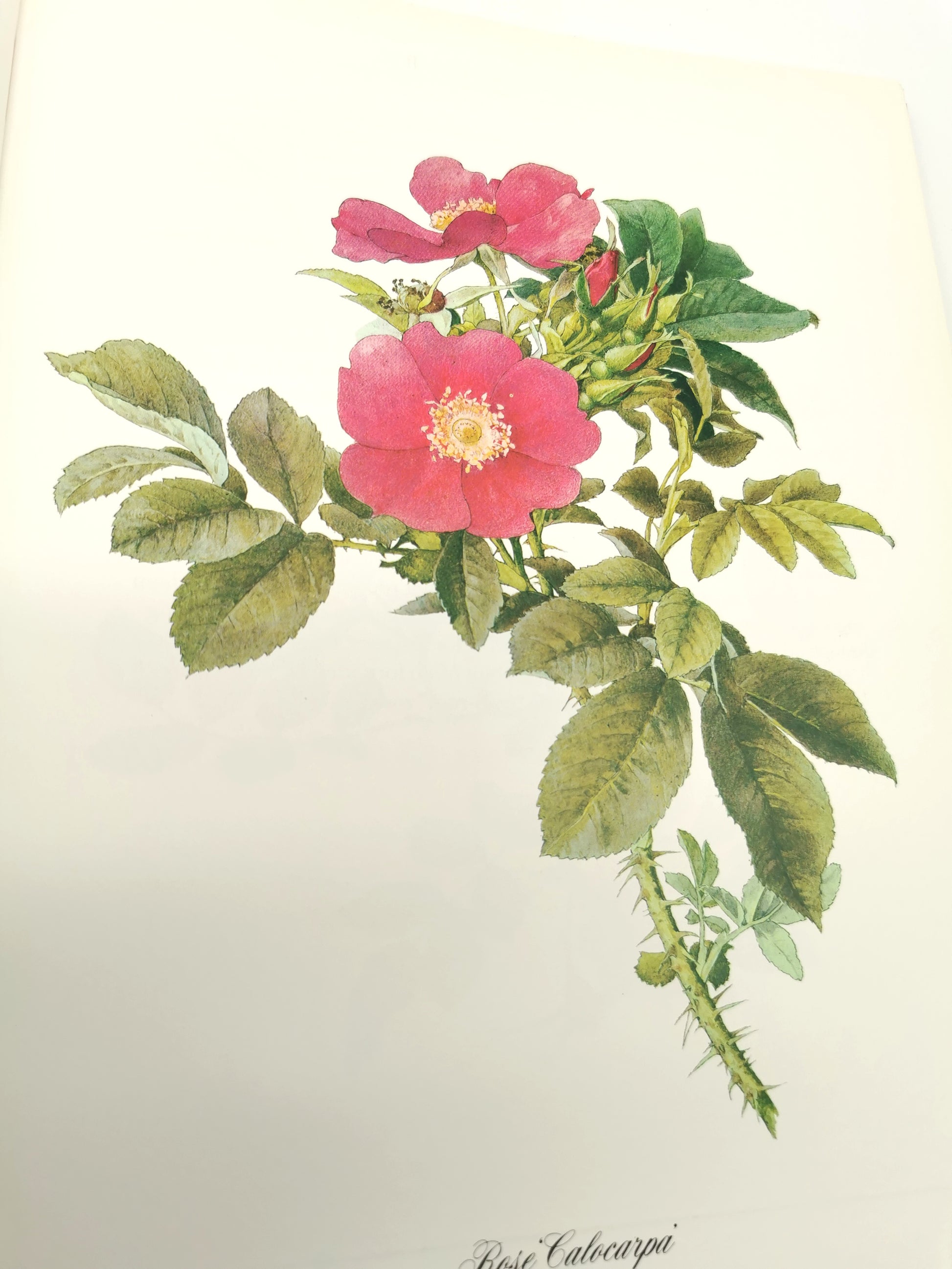 A Garden of Roses  - Alfred Parsons & Graham Stuart Thomas Vintage 1987 Hardback Book (First Edition)
