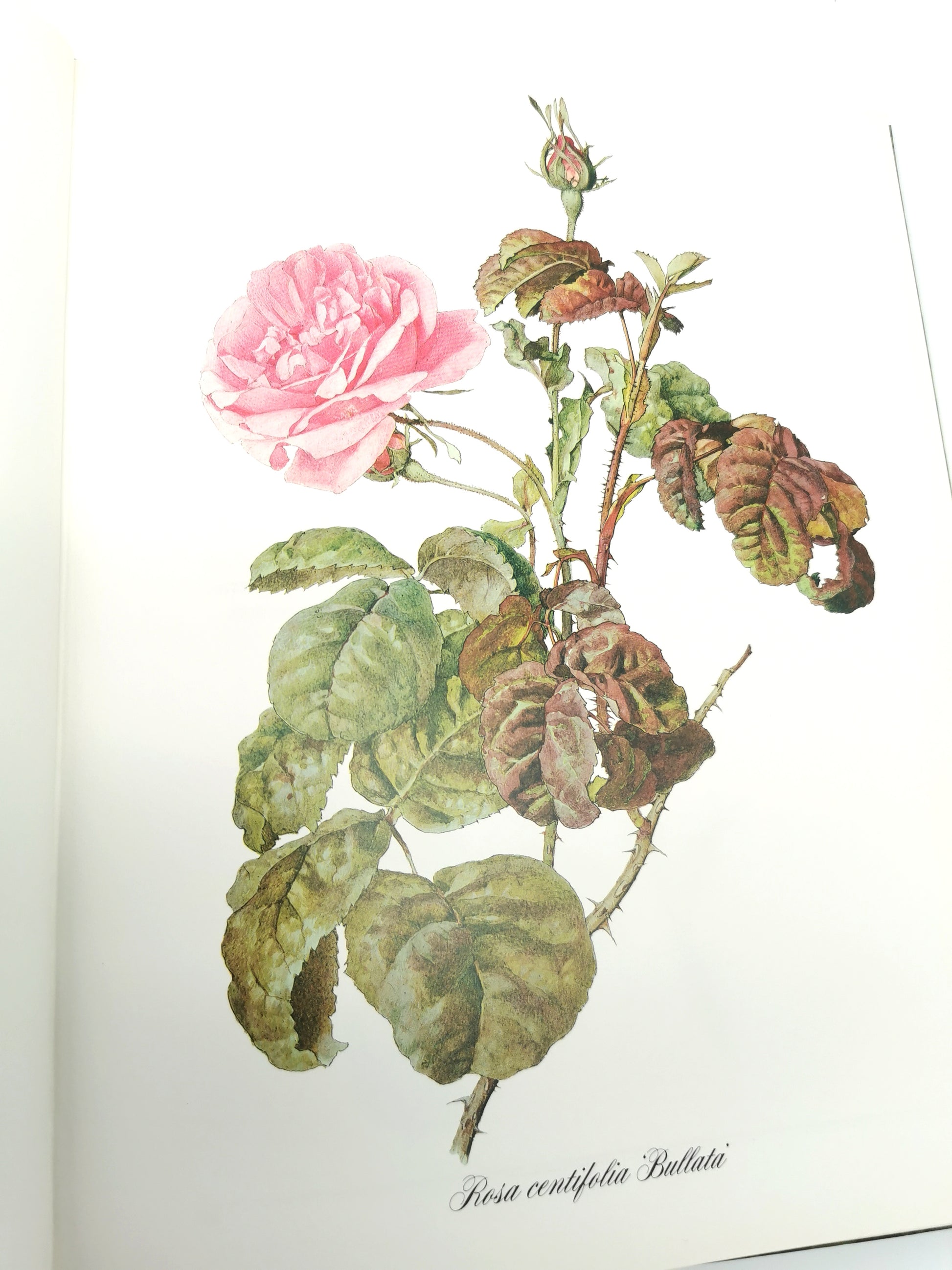 A Garden of Roses  - Alfred Parsons & Graham Stuart Thomas Vintage 1987 Hardback Book (First Edition)