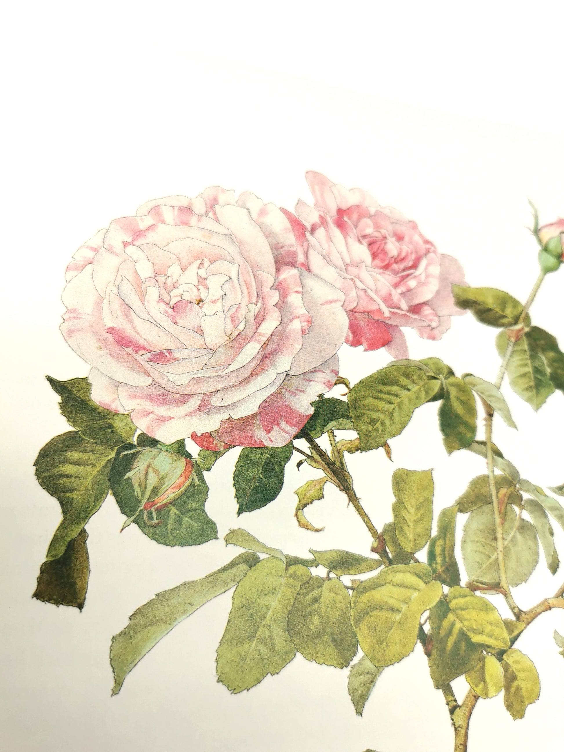 A Garden of Roses  - Alfred Parsons & Graham Stuart Thomas Vintage 1987 Hardback Book (First Edition)
