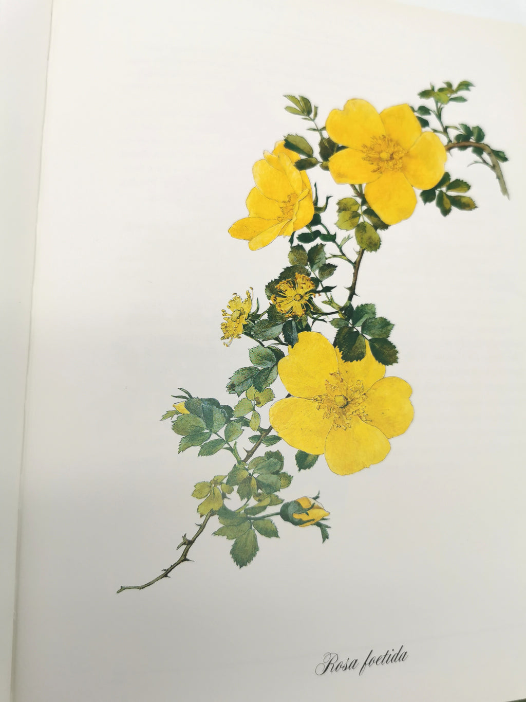 A Garden of Roses  - Alfred Parsons & Graham Stuart Thomas Vintage 1987 Hardback Book (First Edition)
