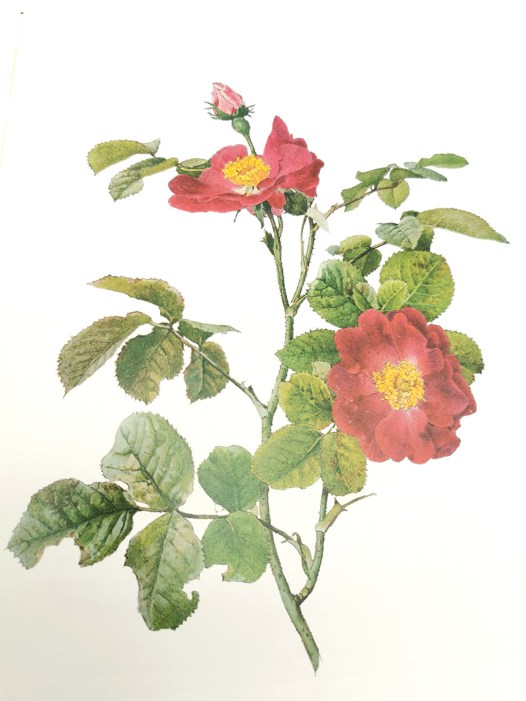 A Garden of Roses  - Alfred Parsons & Graham Stuart Thomas Vintage 1987 Hardback Book (First Edition)