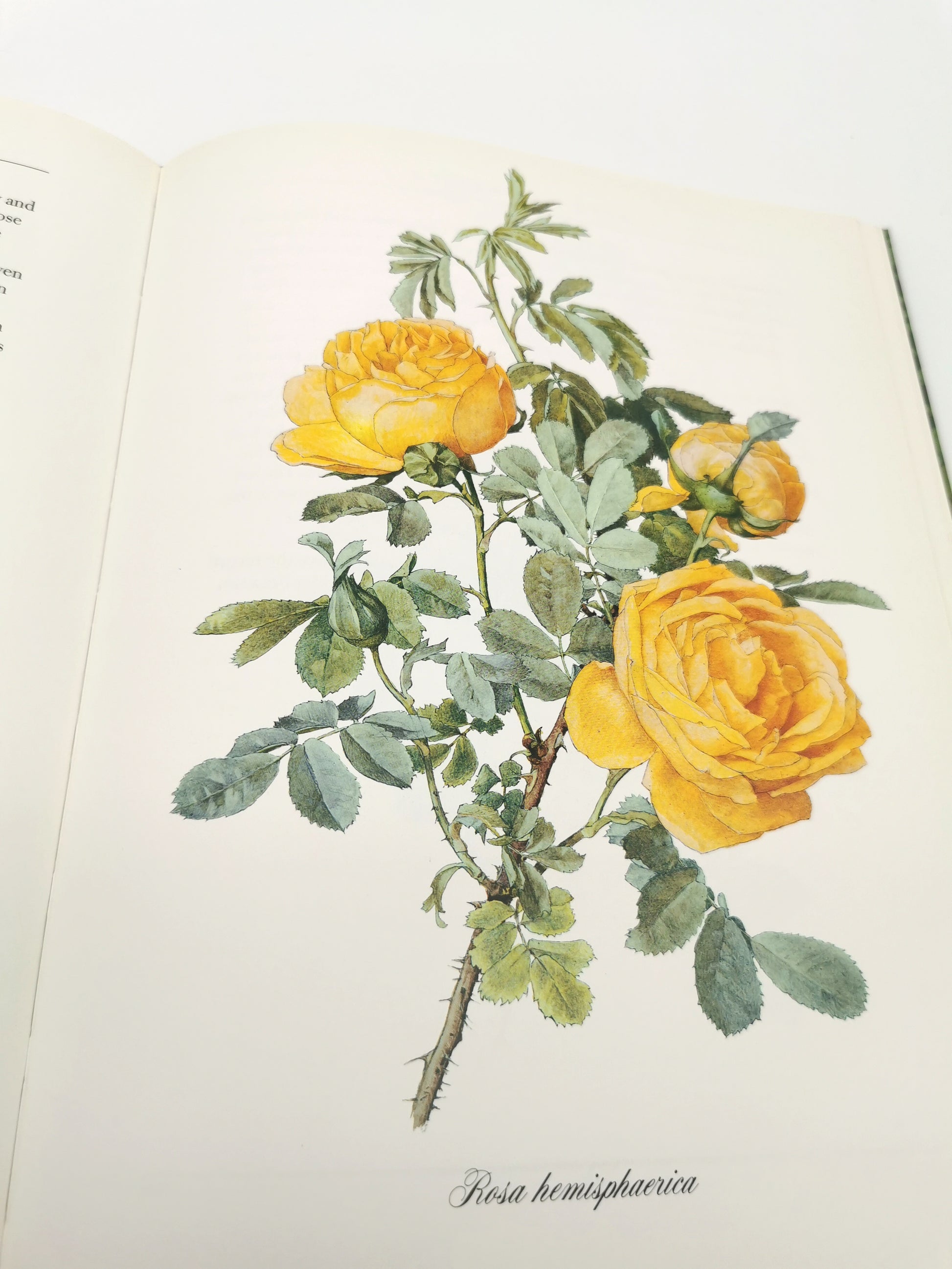 A Garden of Roses  - Alfred Parsons & Graham Stuart Thomas Vintage 1987 Hardback Book (First Edition)