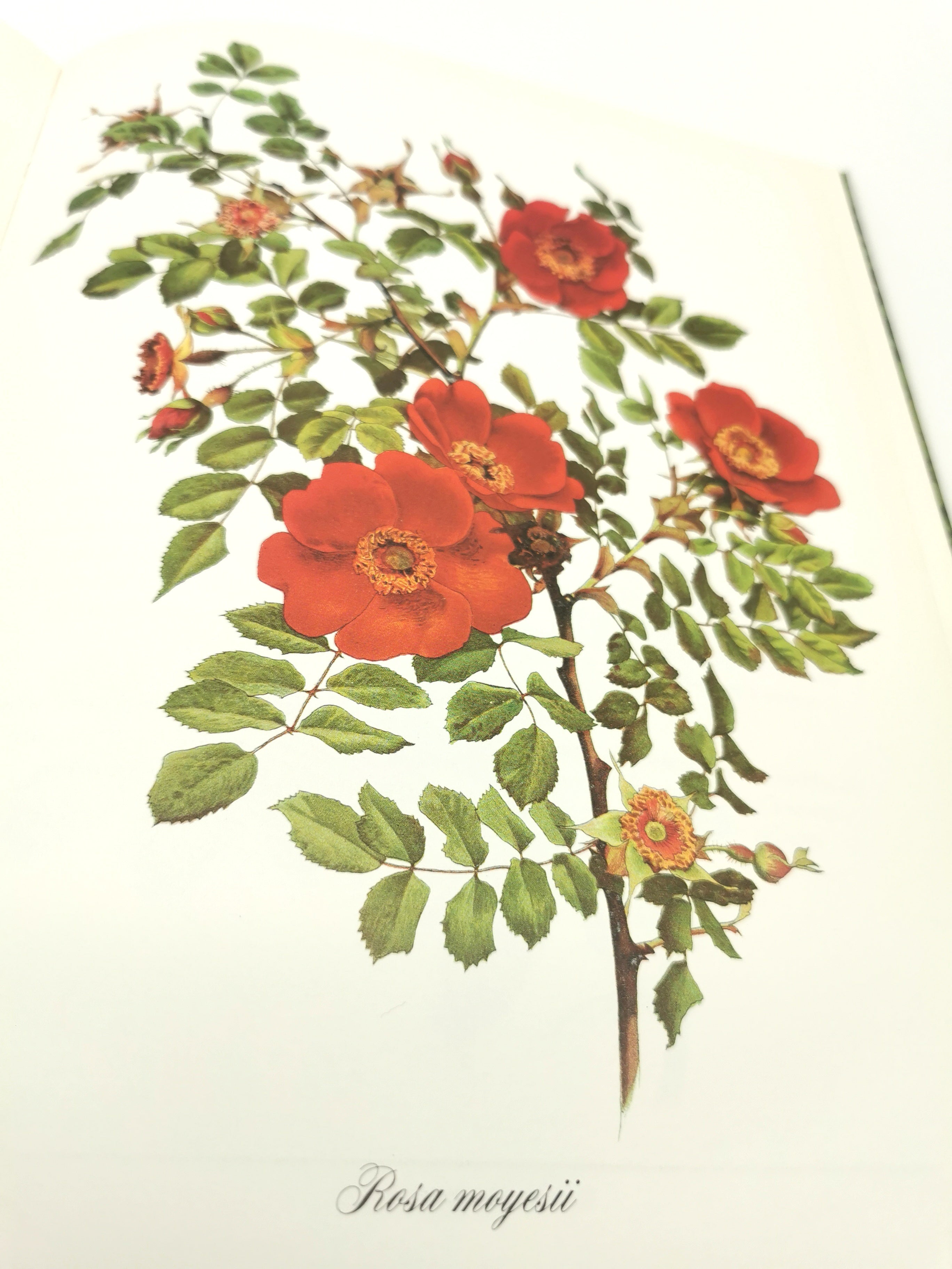 A Garden of Roses - Alfred Parsons & Graham Stuart Thomas Vintage