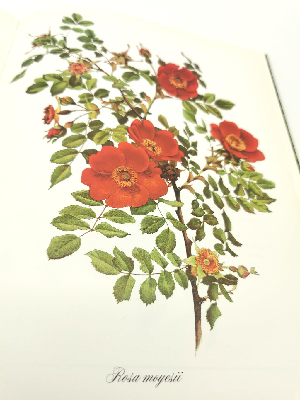 A Garden of Roses  - Alfred Parsons & Graham Stuart Thomas Vintage 1987 Hardback Book (First Edition)