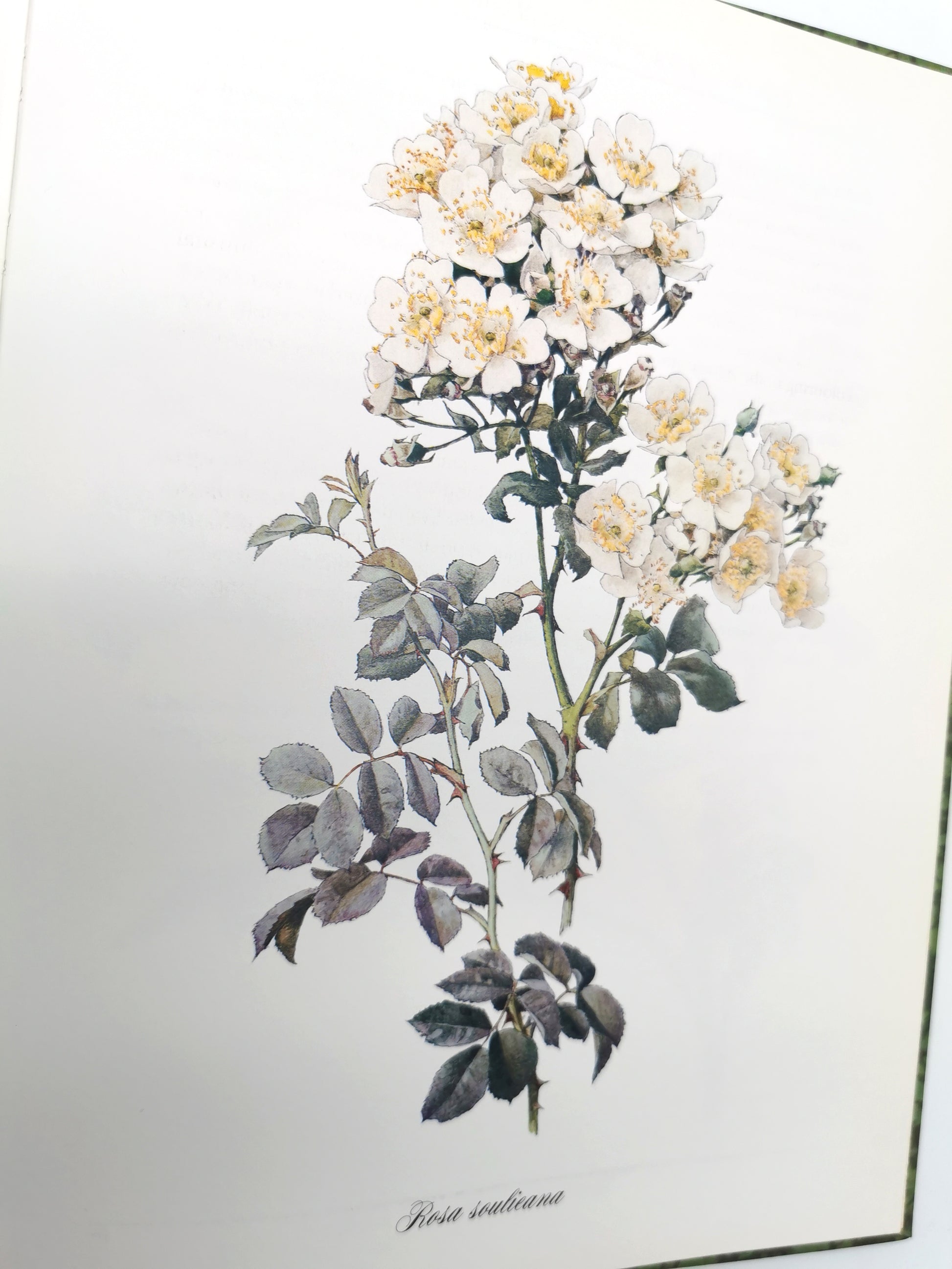 A Garden of Roses  - Alfred Parsons & Graham Stuart Thomas Vintage 1987 Hardback Book (First Edition)